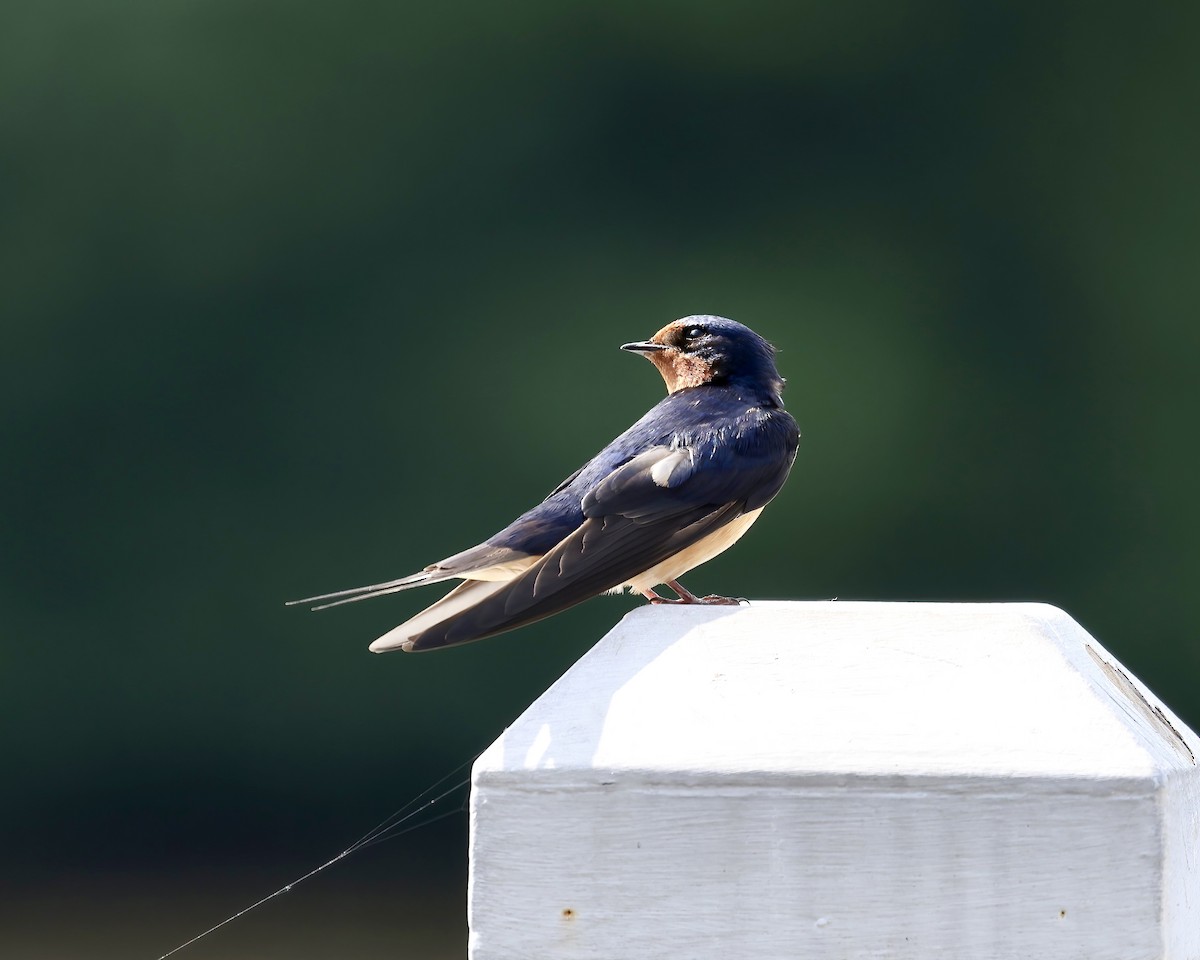 Barn Swallow - ML620108198