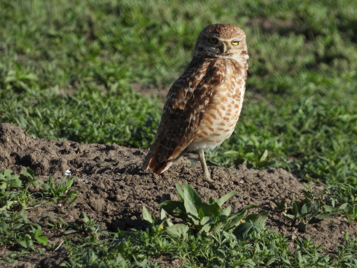 Burrowing Owl - ML620108214