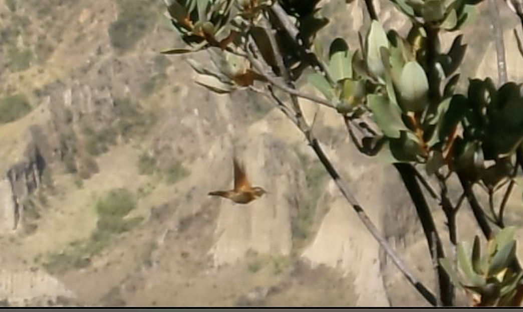 kolibřík duhovohřbetý - ML620108215