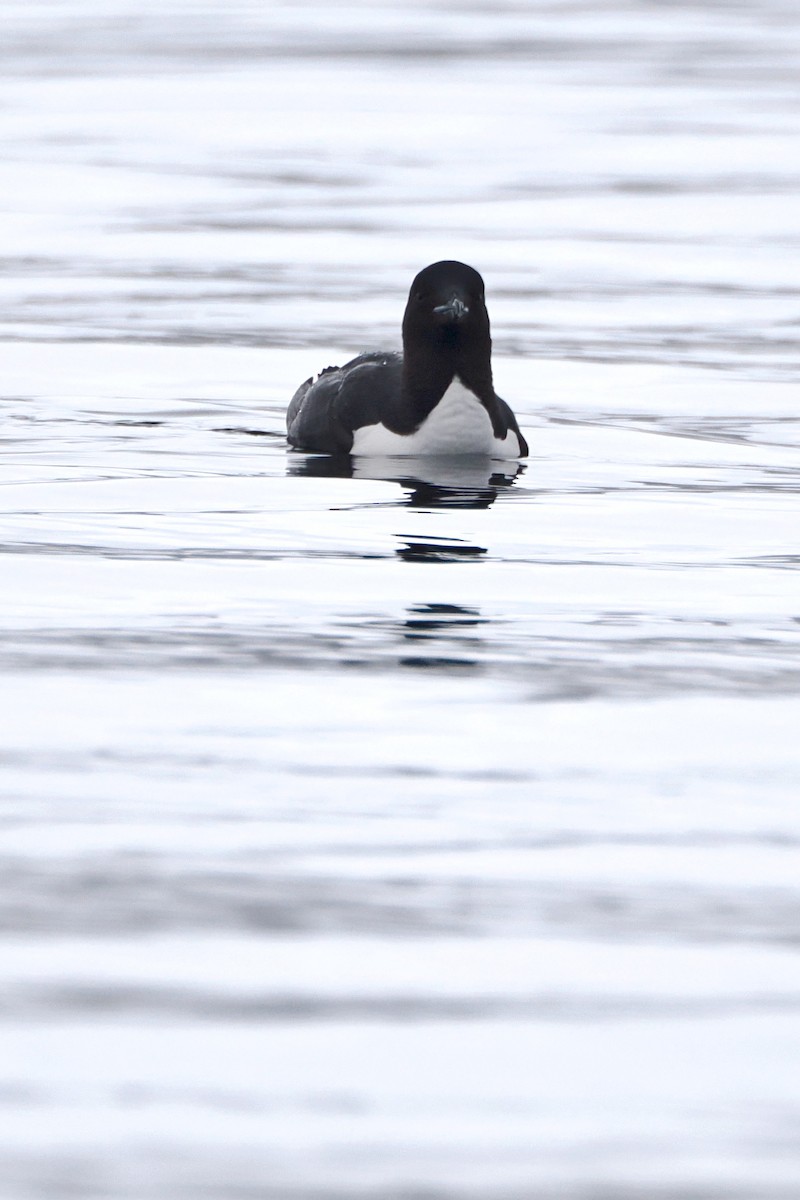 Thick-billed Murre - ML620108220