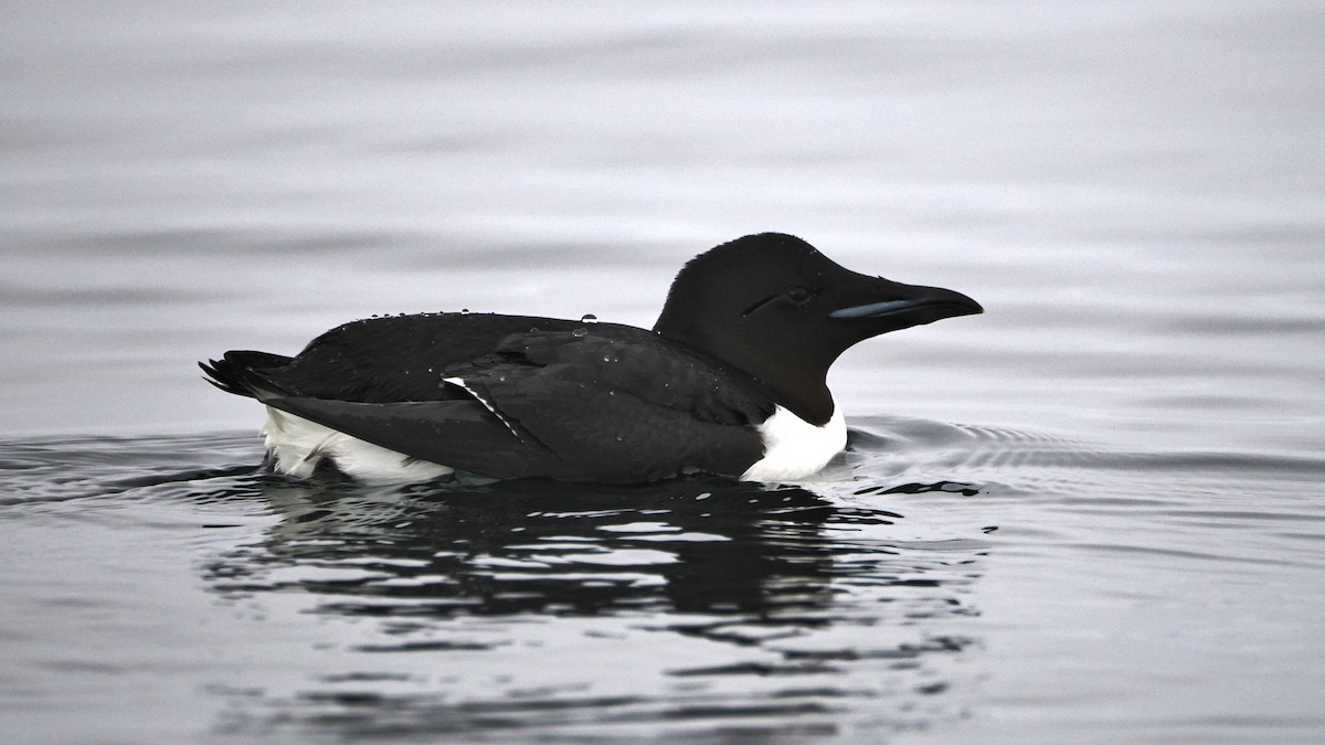 Thick-billed Murre - ML620108221