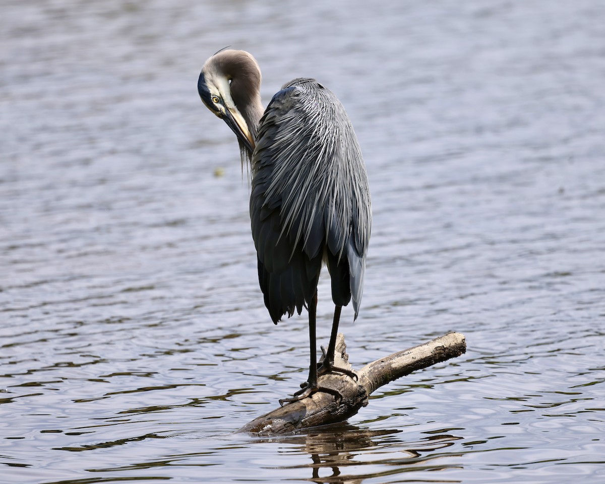 Great Blue Heron - ML620108224