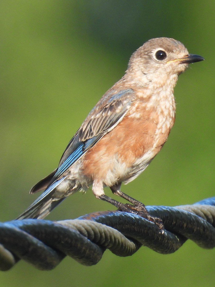 Eastern Bluebird - ML620108225