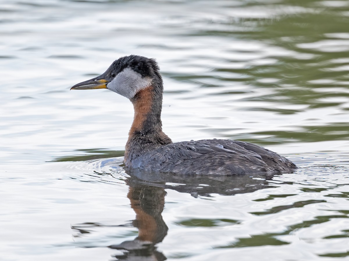 Red-necked Grebe - ML620108227
