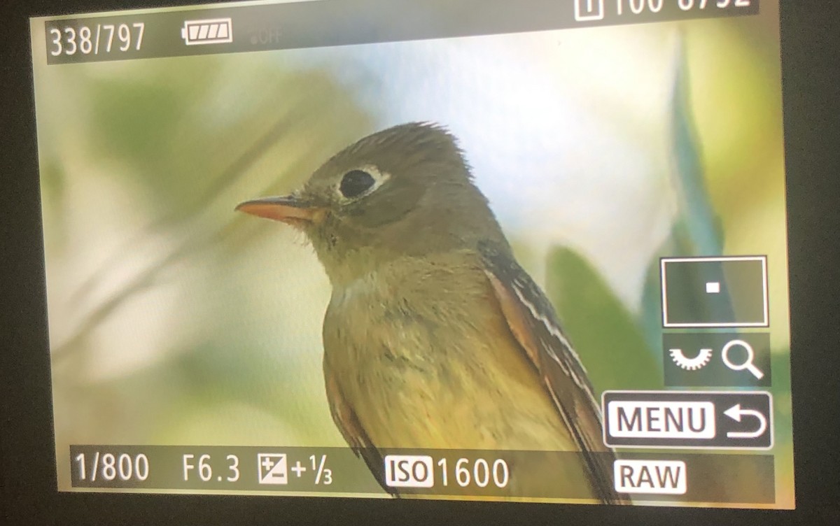 Western Flycatcher - ML620108229