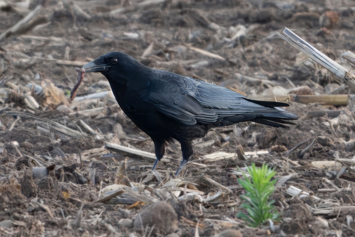 American Crow - ML620108234