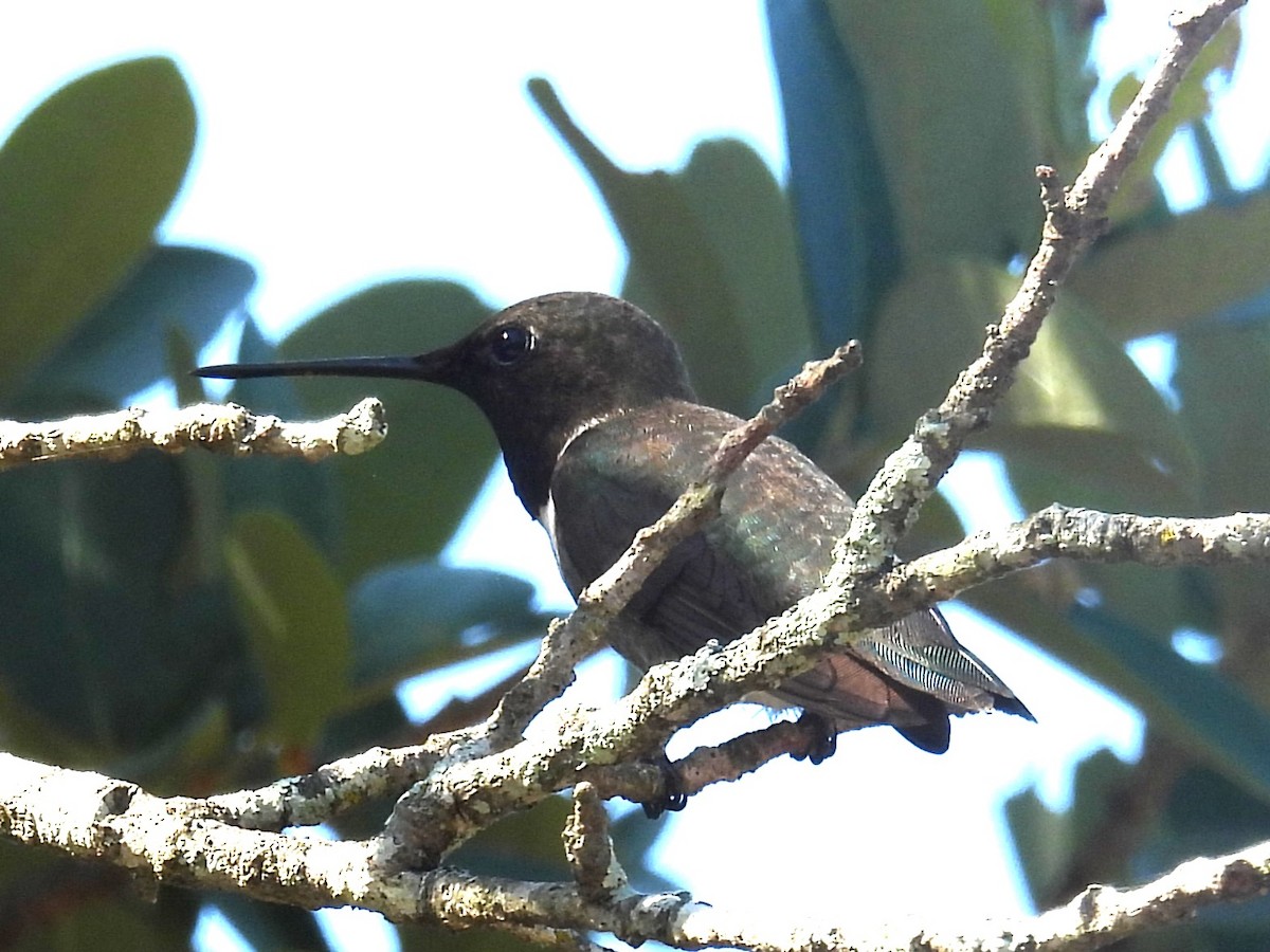 Black-chinned Hummingbird - ML620108244