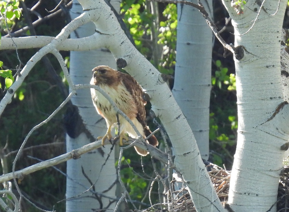 Red-tailed Hawk - ML620108245