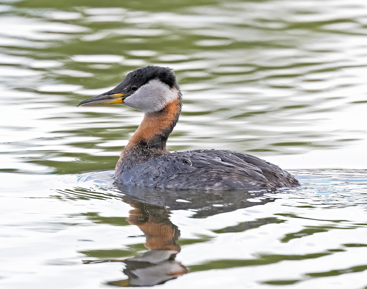 Red-necked Grebe - ML620108253