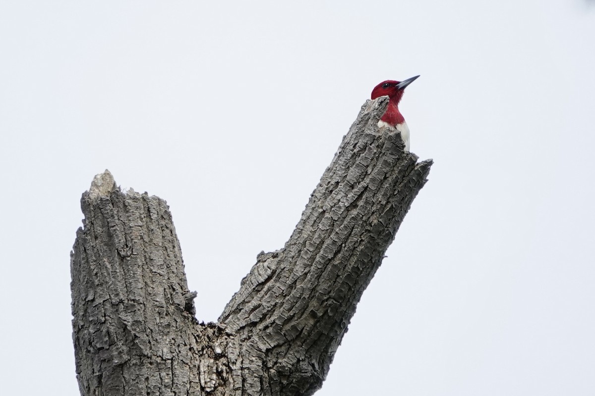 Red-headed Woodpecker - ML620108257