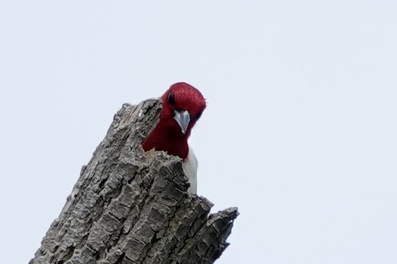Red-headed Woodpecker - ML620108260