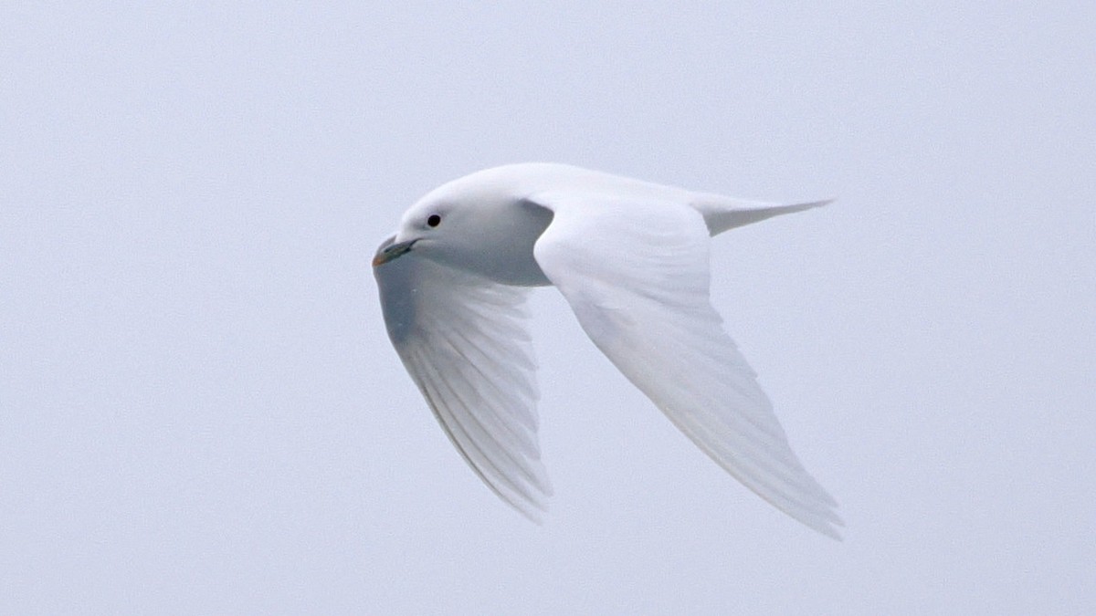 Белая чайка - ML620108276