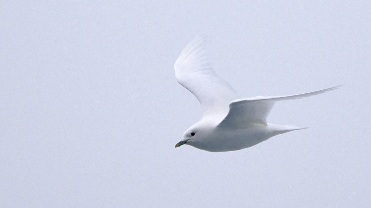 Белая чайка - ML620108278