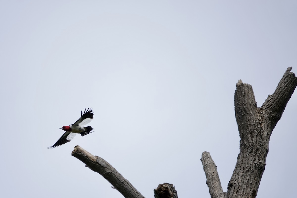 Red-headed Woodpecker - ML620108285