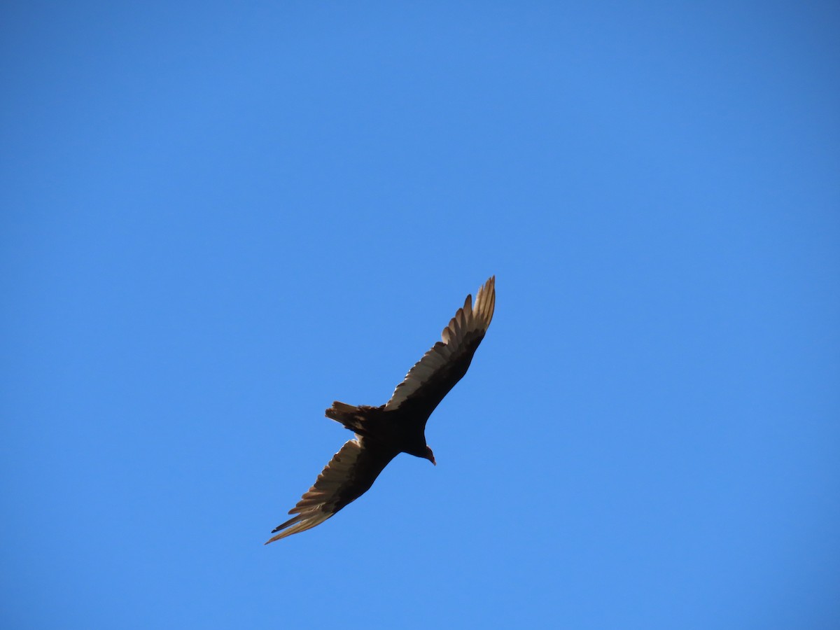 Turkey Vulture - ML620108302