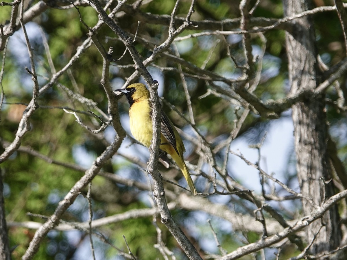 Orchard Oriole - ML620108315