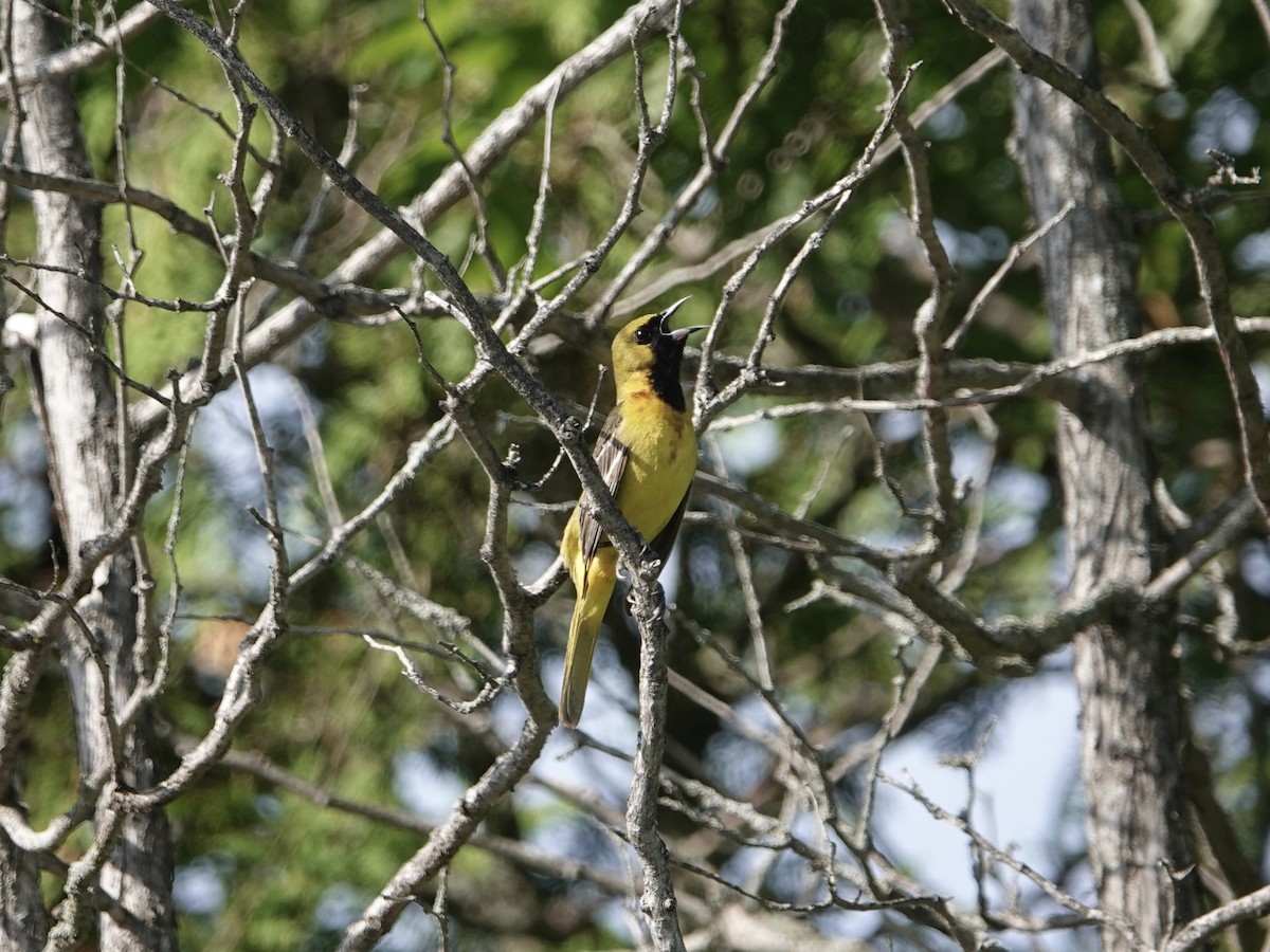 Orchard Oriole - ML620108334