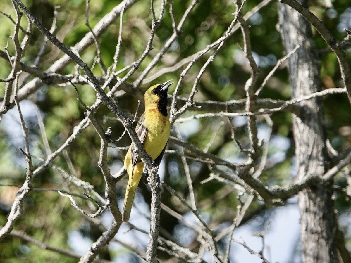 Orchard Oriole - ML620108343