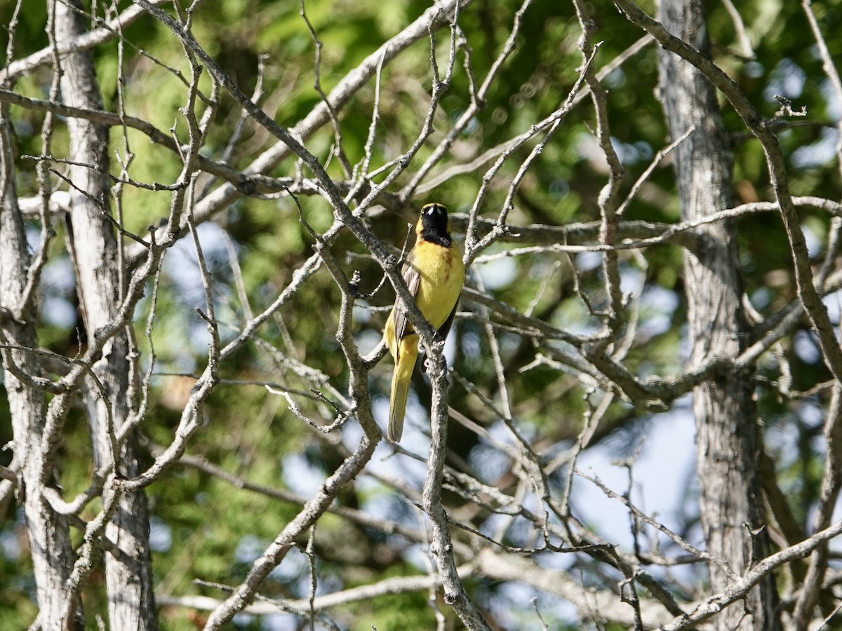 Orchard Oriole - ML620108346