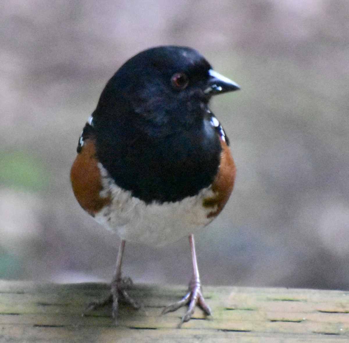 Spotted Towhee - ML620108351