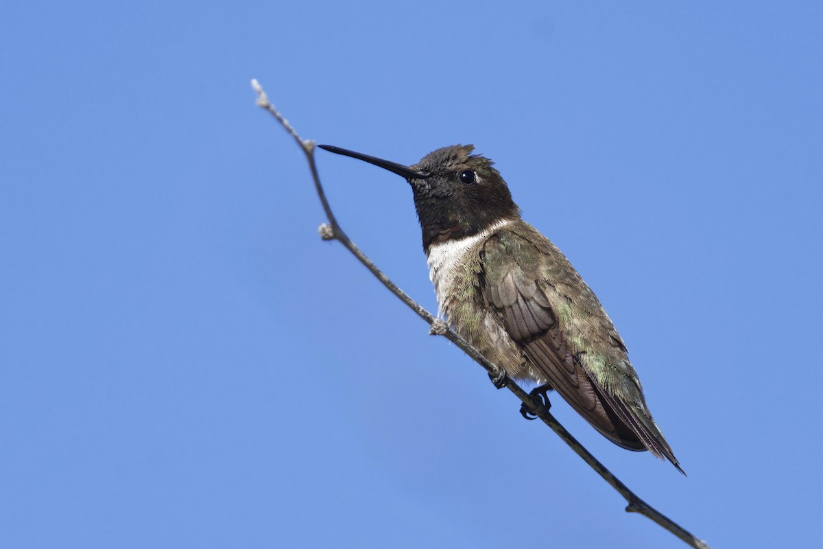 Black-chinned Hummingbird - ML620108356