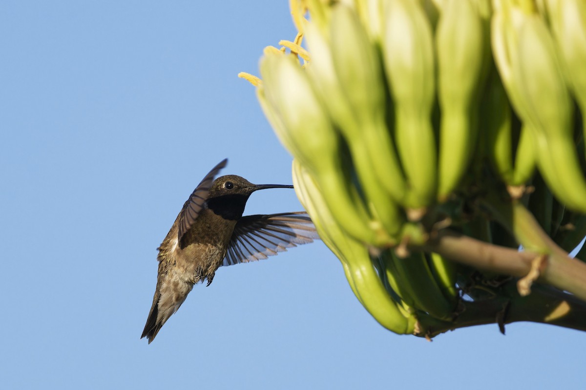 Black-chinned Hummingbird - ML620108358