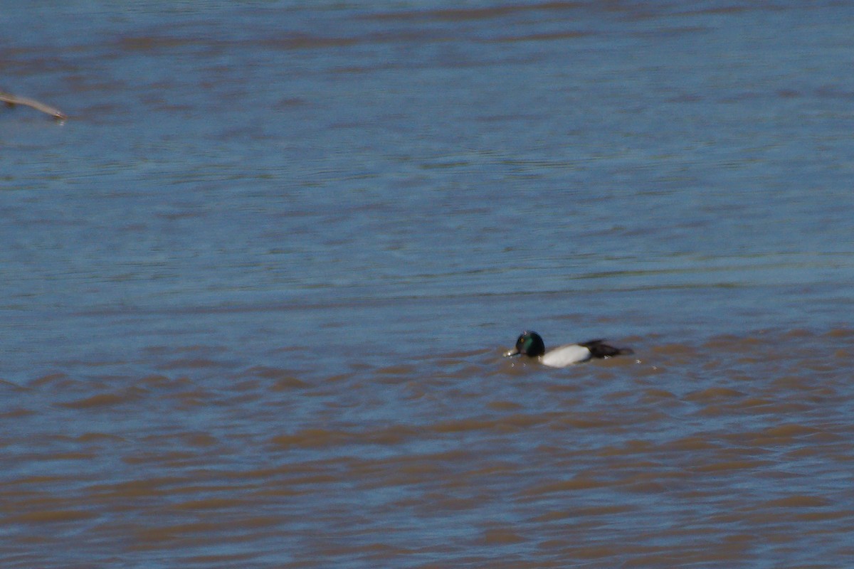 Greater Scaup - ML620108371
