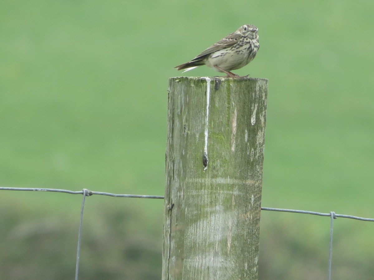 Meadow Pipit - ML620108372