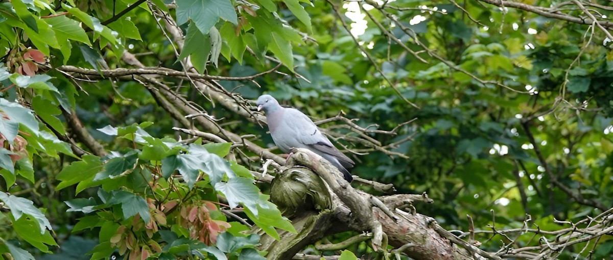 Pigeon colombin - ML620108386
