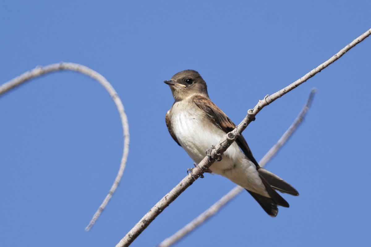 Northern Rough-winged Swallow - ML620108389