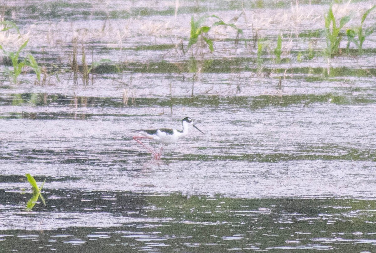 Black-necked Stilt - ML620108399