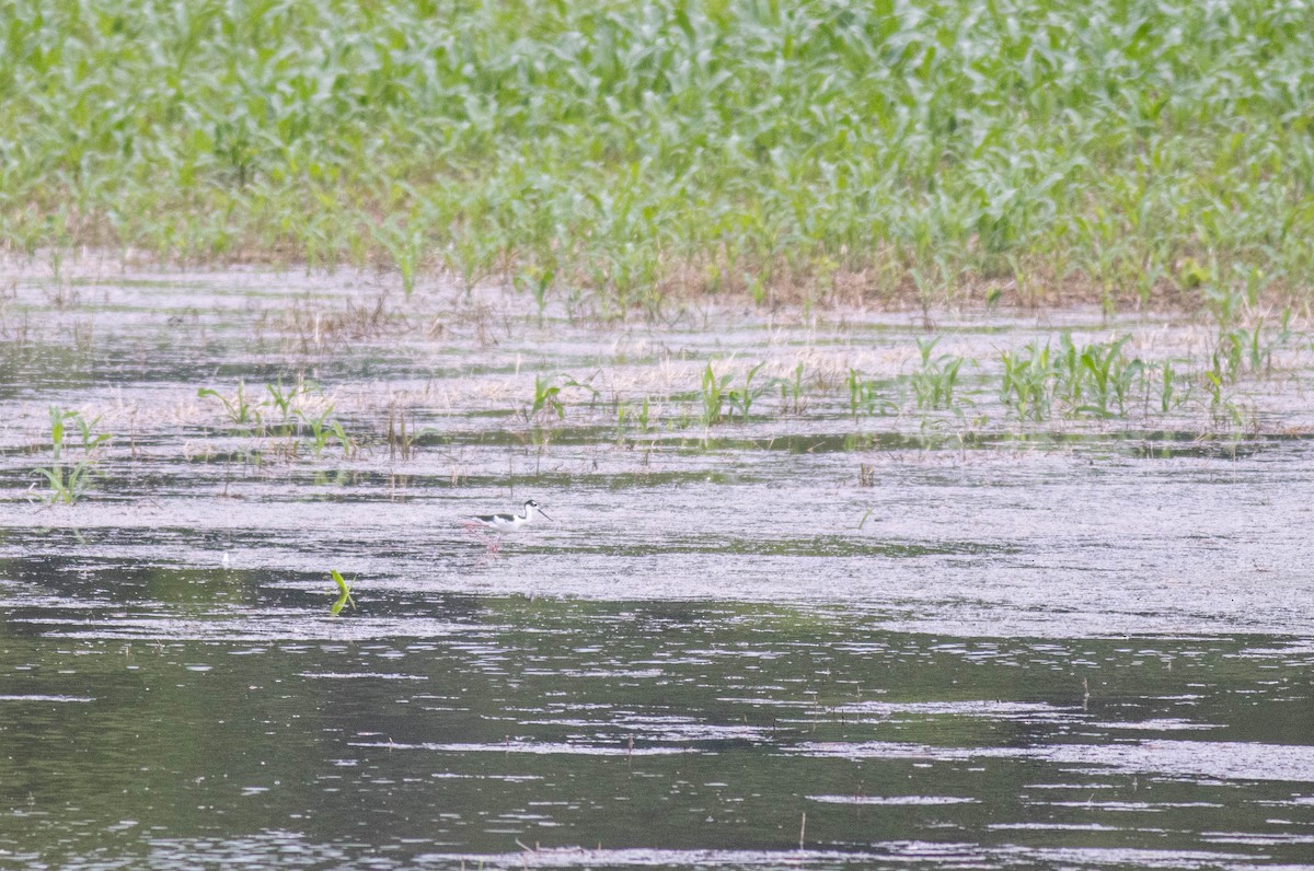 Black-necked Stilt - ML620108401