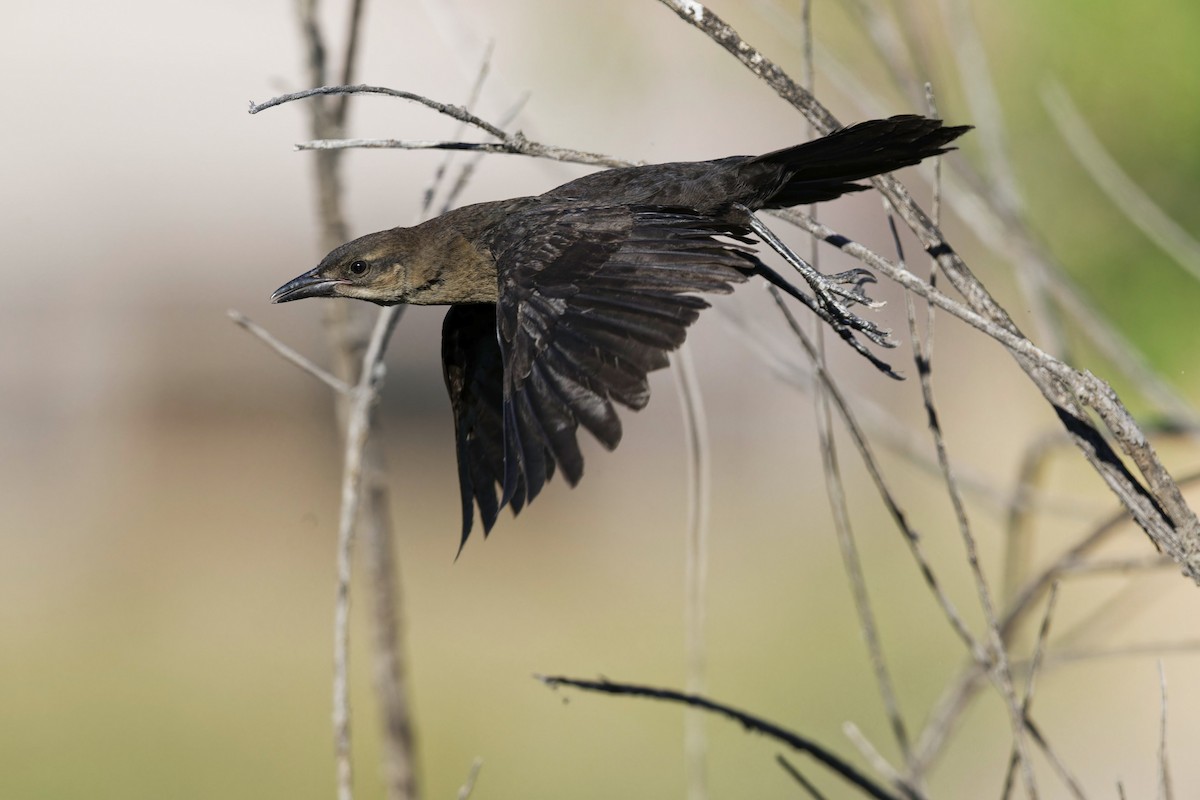 Great-tailed Grackle - ML620108408