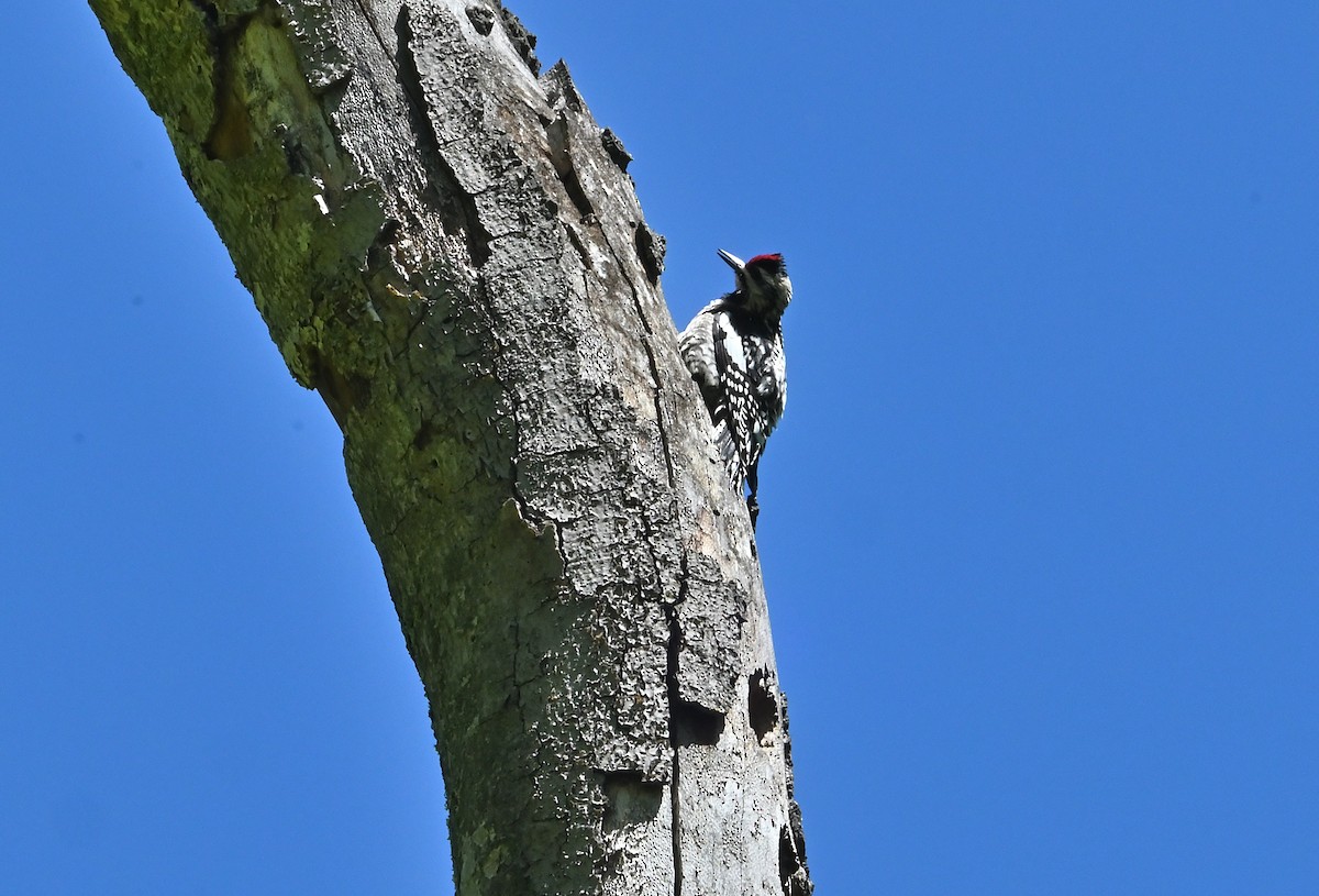 Hairy Woodpecker - ML620108410