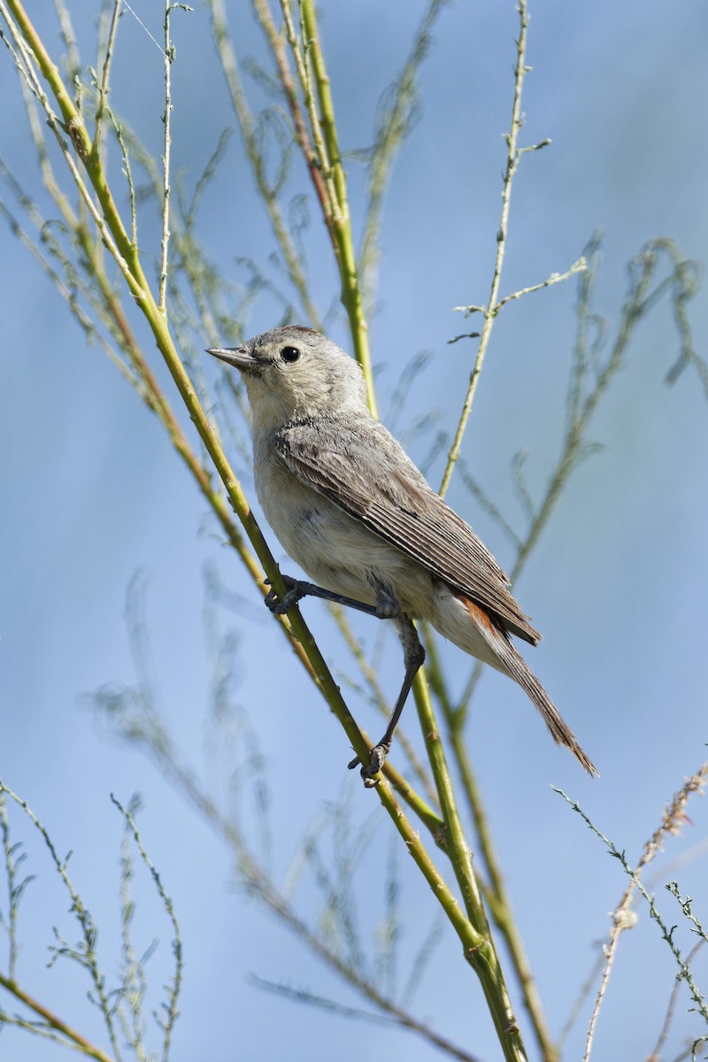 Lucy's Warbler - ML620108418
