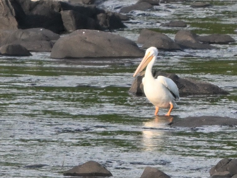 pelikán severoamerický - ML620108428