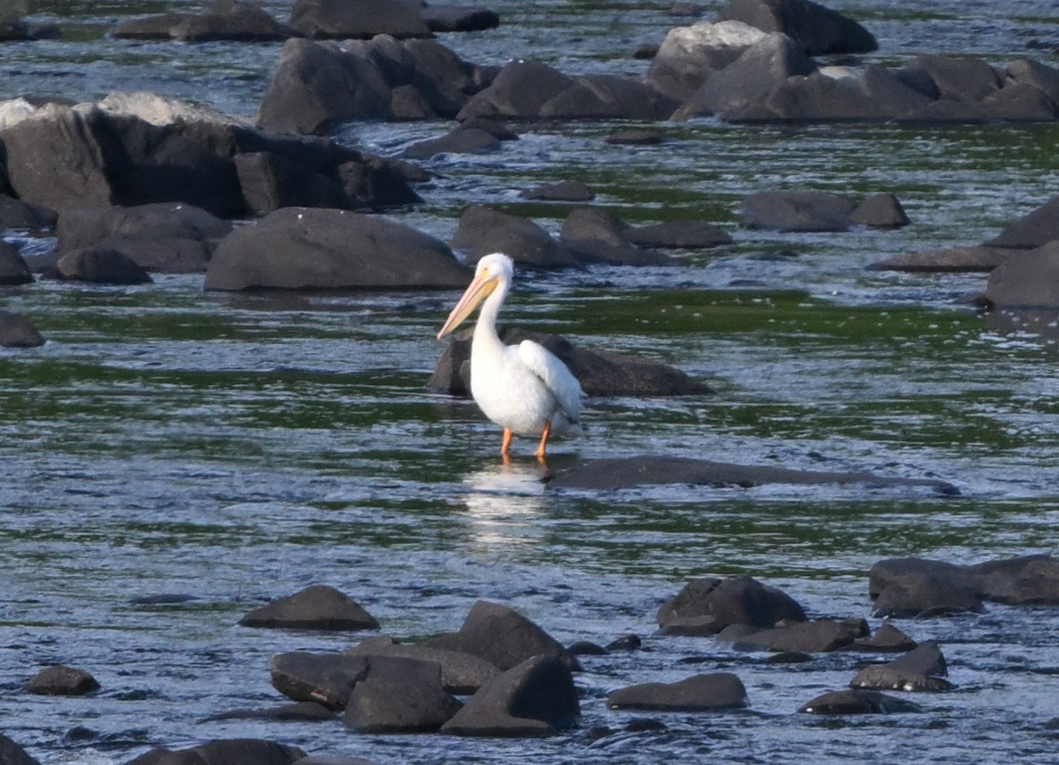 pelikán severoamerický - ML620108429