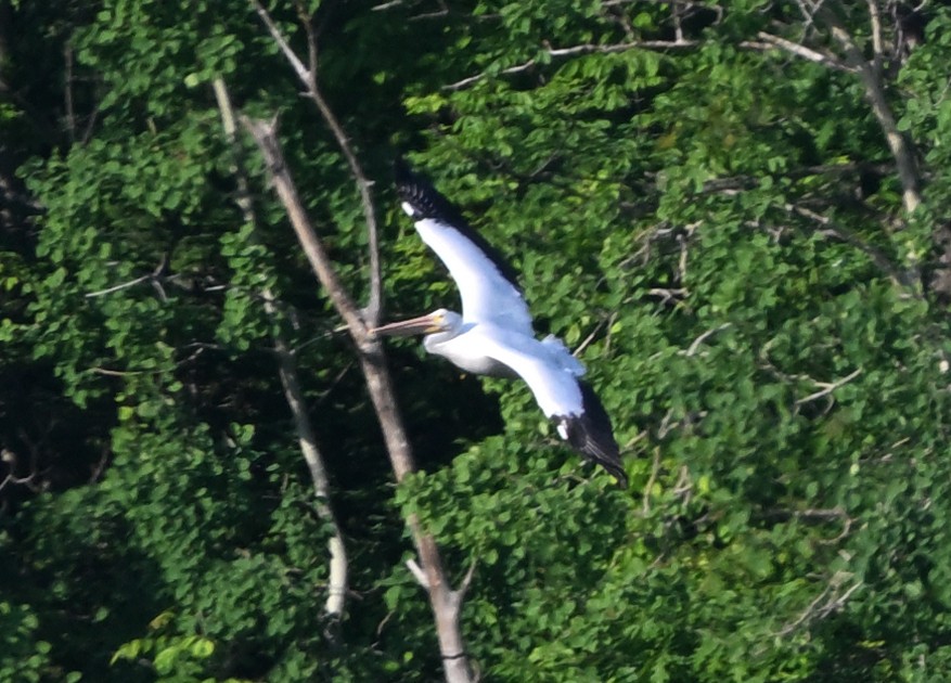 American White Pelican - ML620108430