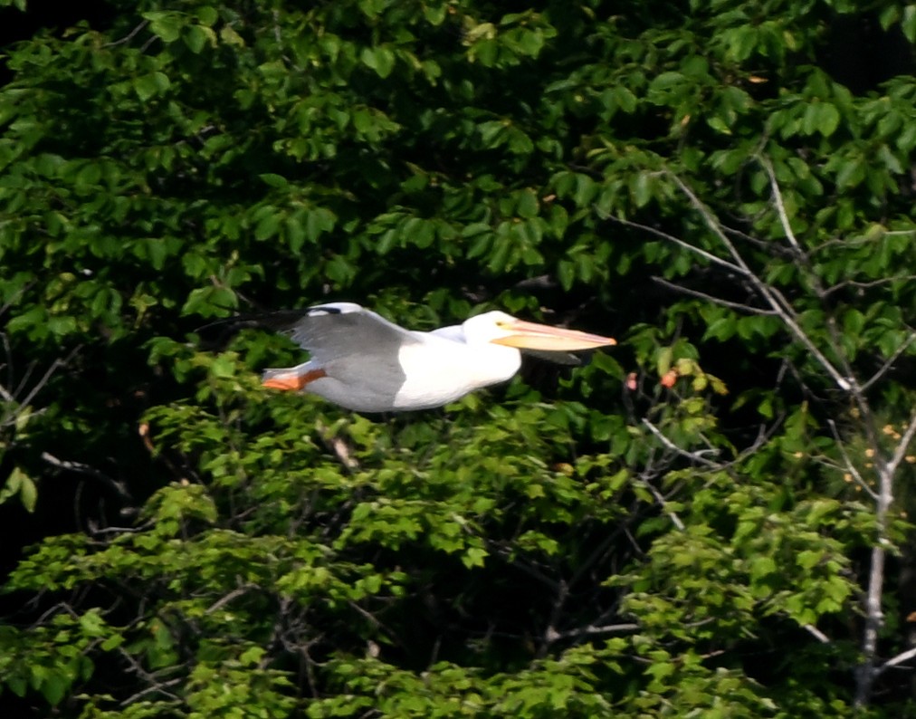 pelikán severoamerický - ML620108431