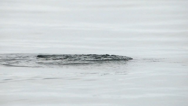 Thick-billed Murre - ML620108443