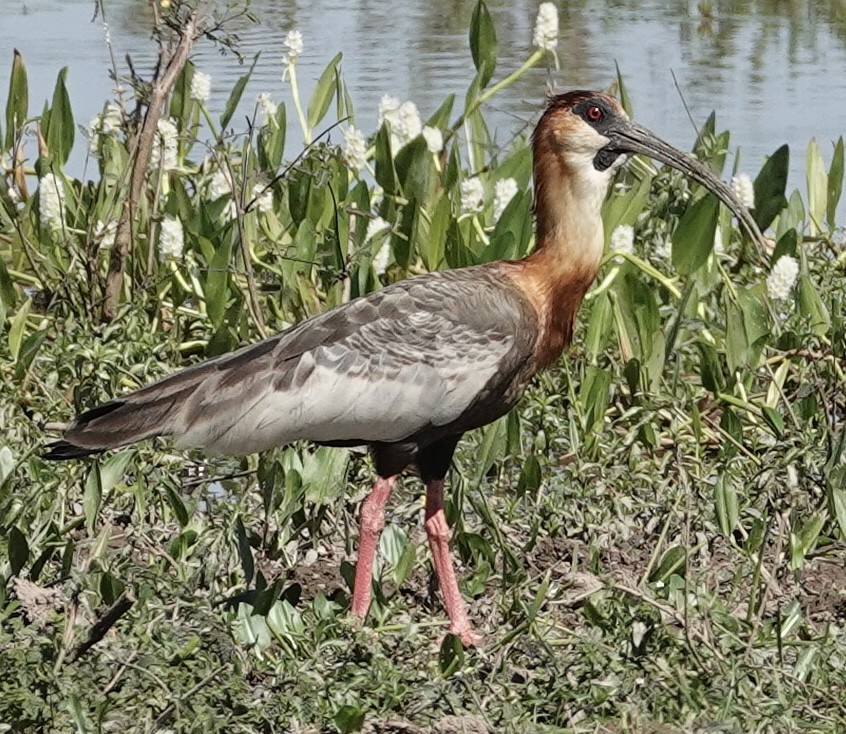 ibis bělokřídlý - ML620108448