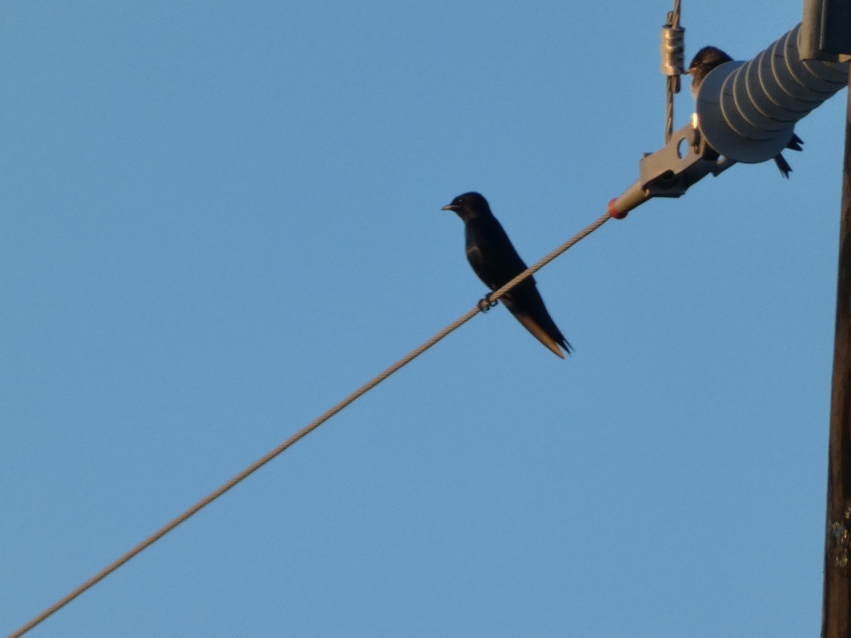 Purple Martin - ML620108456