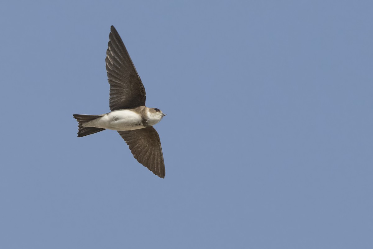 Bank Swallow - ML620108457