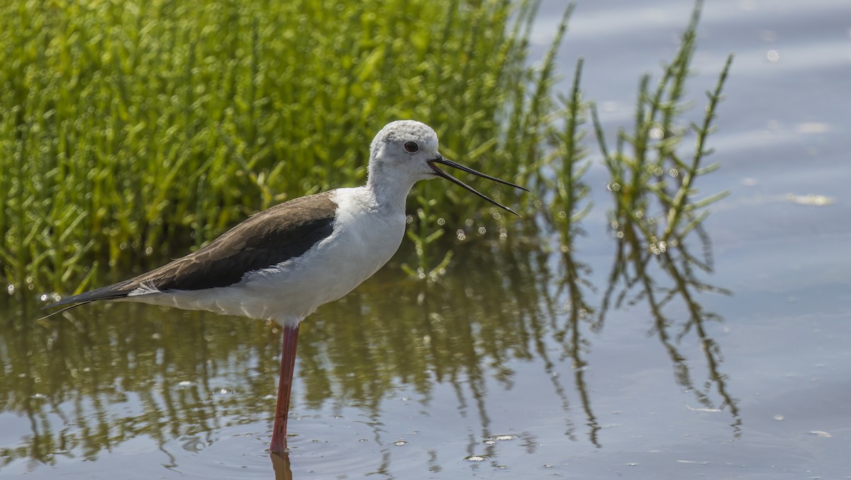 Black-winged Stilt - ML620108469