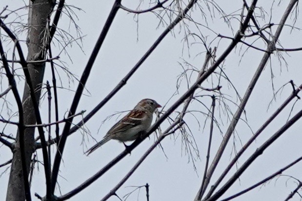 Field Sparrow - ML620108470