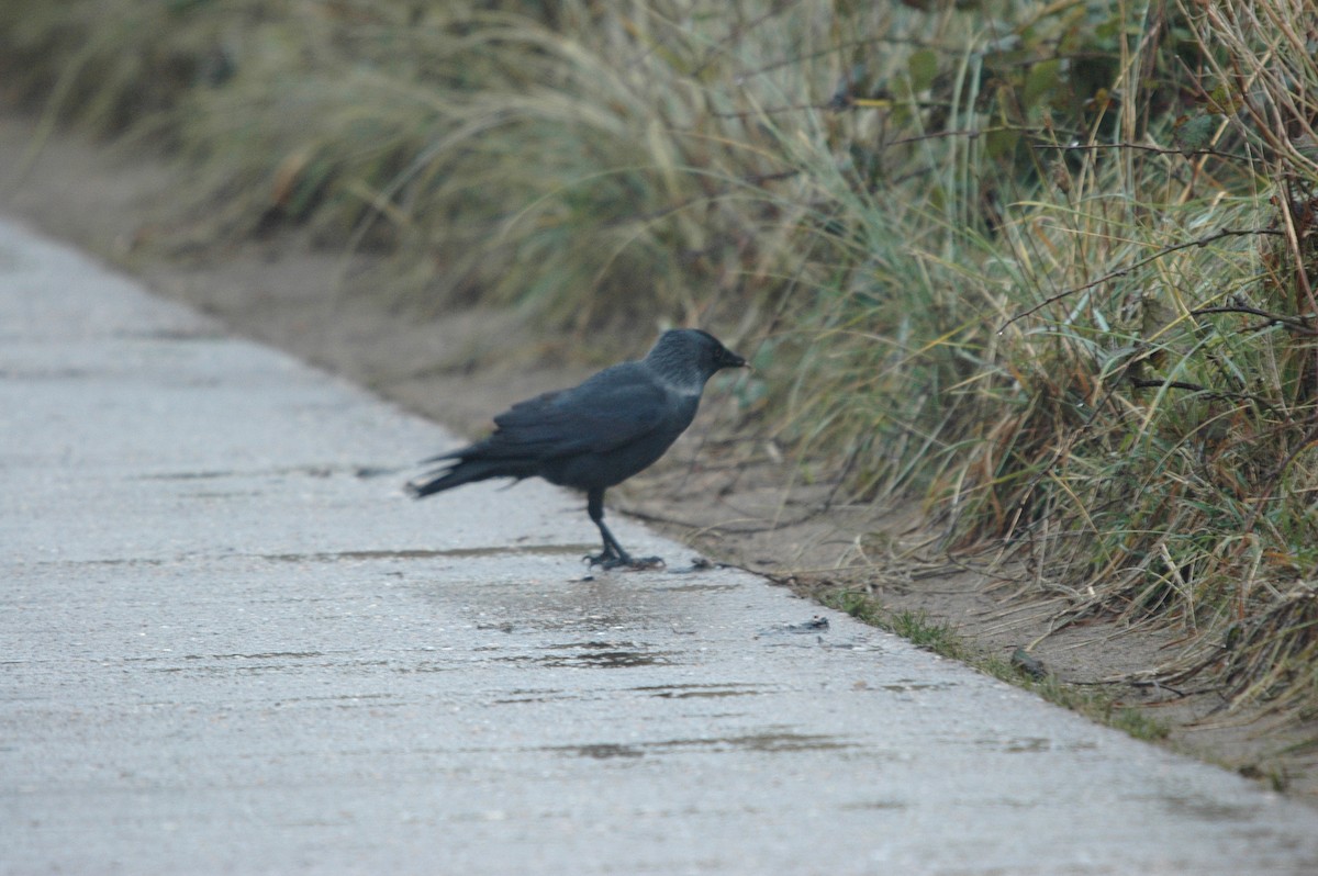 Eurasian Jackdaw - ML620108472