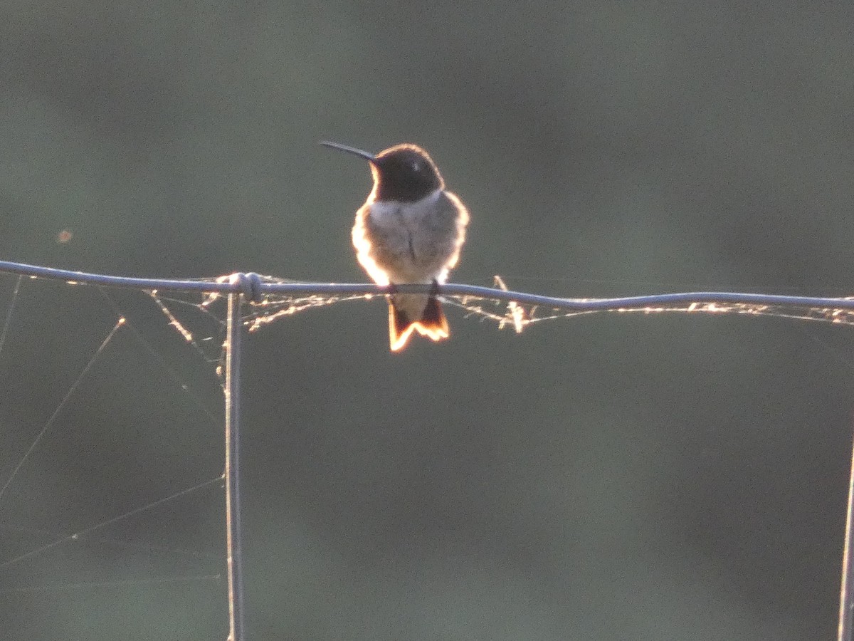 Black-chinned Hummingbird - ML620108476