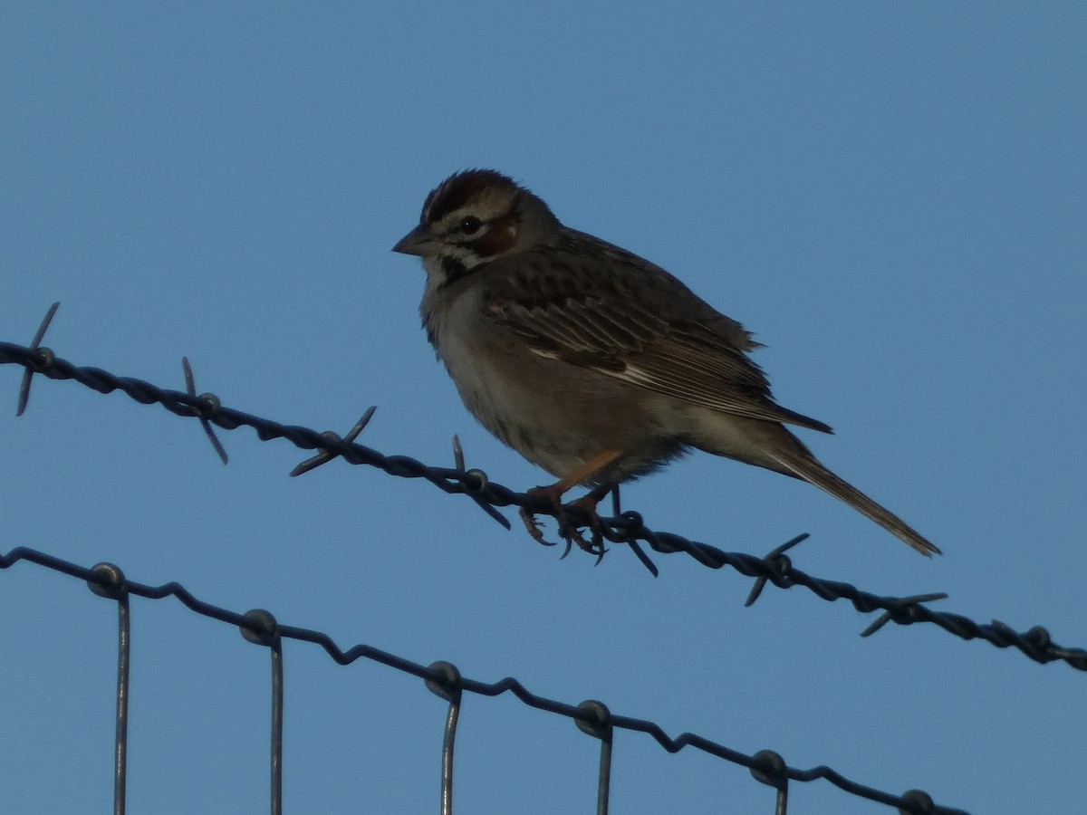 Lark Sparrow - ML620108497