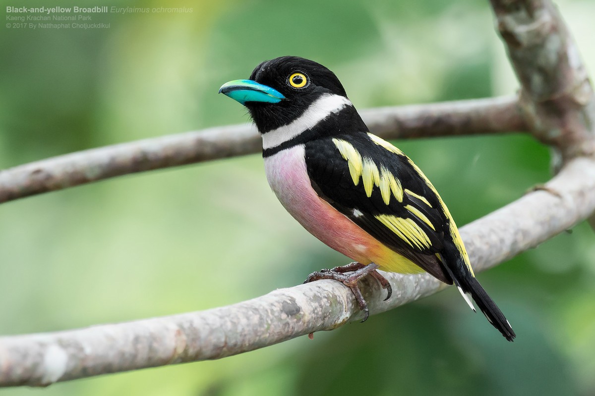 Black-and-yellow Broadbill - Natthaphat Chotjuckdikul