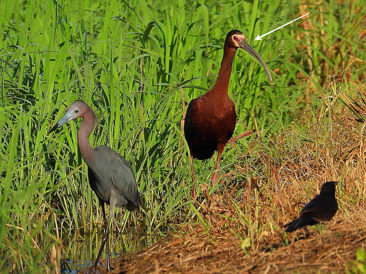 ibis americký - ML620108512